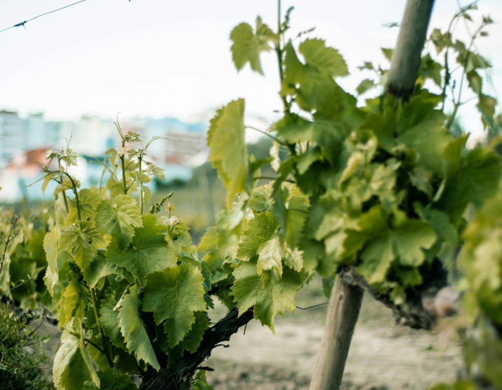 Zomerse afsluiting bij Wijnboerderij Welgelegen